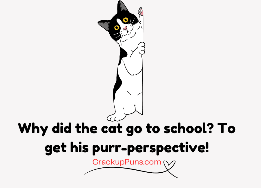 funny jokes about cats