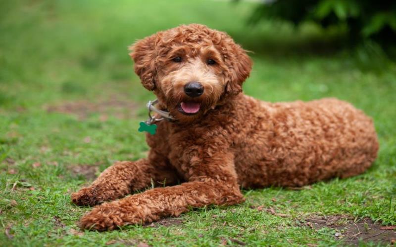 Labradoodles