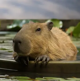 Capybara Puns