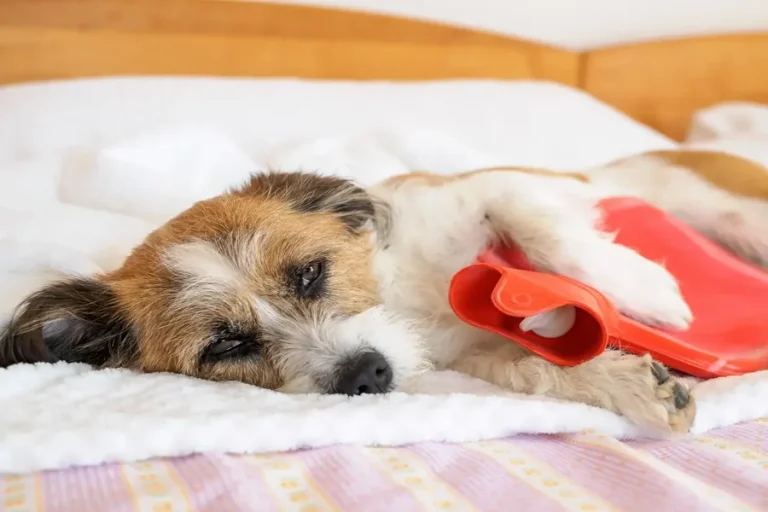 Dog’s Gut Health